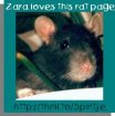 Zara Rat Award